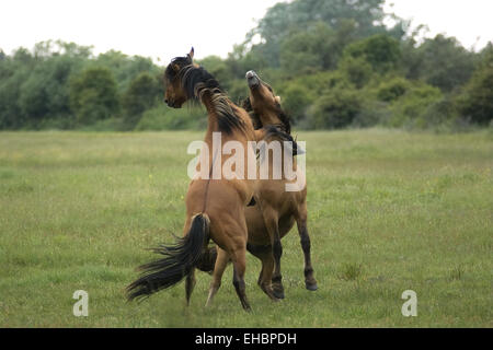 Henson horses Stock Photo