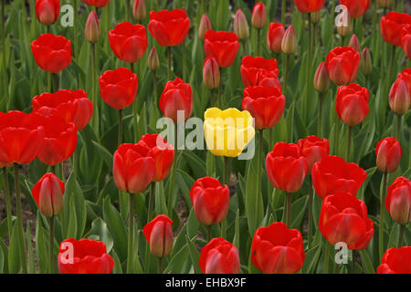 Yellow tulip in the middle of red tulips Stock Photo