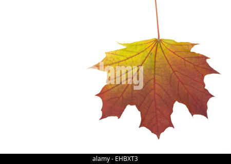 autumn maple leaves on a clothes line Stock Photo