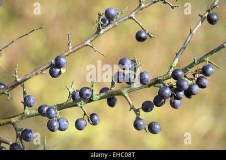 Fruits of the blackthorn Stock Photo