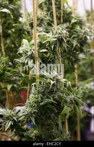 Medical marijuana plants in a grow room in Oregon. The THC coated flowers are visible. Stock Photo