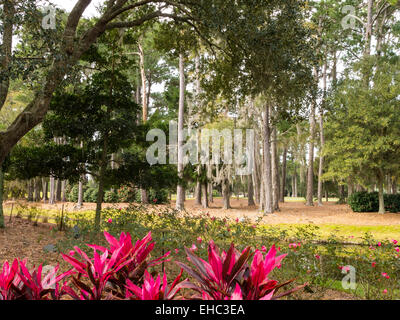 TCP Sawgrass, Florida, USA Stock Photo