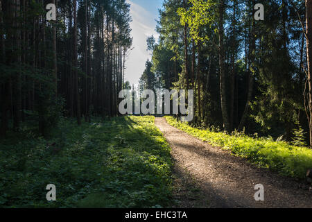 Sunny path in the dense coniferous forest on a summer day. Stock Photo