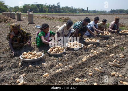 Bangladesh. 11th March, 2015. Farmers collecting potato from cropland. Potatoes provide important elements to the diets of Bangladeshi people as a source of vitamin C and carbohydrate. Potatoes are now the third most important food item in the country with 8.5 million tones of annual production. Credit:  zakir hossain chowdhury zakir/Alamy Live News Stock Photo