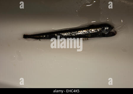 Scientists are trawling from the deep sea in 500 to 1000 meters in the South Atlantic Ocean a viperfish. Stock Photo