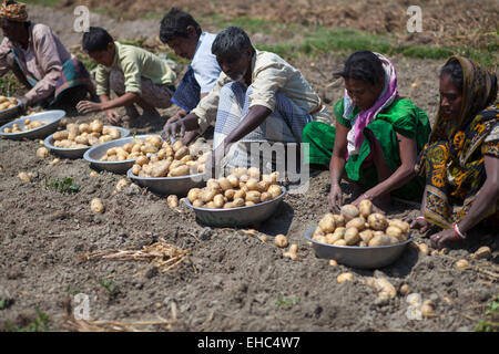 Bangladesh. 11th March, 2015. Farmers collecting potato from cropland. Potatoes provide important elements to the diets of Bangladeshi people as a source of vitamin C and carbohydrate. Potatoes are now the third most important food item in the country with 8.5 million tones of annual production. Credit:  zakir hossain chowdhury zakir/Alamy Live News Stock Photo