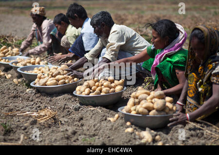 Bangladesh. 11th March, 2015. Farmers collecting potato from cropland. Potatoes provide important elements to the diets of Bangladeshi people as a source of vitamin C and carbohydrate. Potatoes are now the third most important food item in the country with 8.5 million tones of annual production. Credit:  zakir hossain chowdhury zakir/Alamy Live News Stock Photo