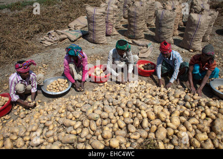 Bangladesh. 11th March, 2015. Farmers collecting potato from cropland. Potatoes provide important elements to the diets of Bangladeshi people as a source of vitamin C and carbohydrate. Potatoes are now the third most important food item in the country with 8.5 million tones of annual production. Credit:  zakir hossain chowdhury zakir/Alamy Live News Stock Photo