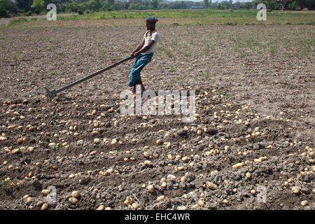 Bangladesh. 11th March, 2015. Farmers collecting potato from cropland. Potatoes provide important elements to the diets of Bangladeshi people as a source of vitamin C and carbohydrate. Potatoes are now the third most important food item in the country with 8.5 million tones of annual production. Credit:  zakir hossain chowdhury zakir/Alamy Live News Stock Photo