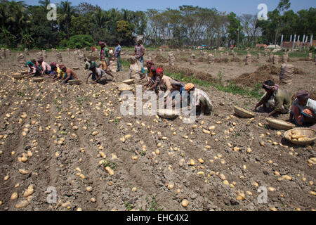 Bangladesh. 11th March, 2015. Farmers collecting potato from cropland. Potatoes provide important elements to the diets of Bangladeshi people as a source of vitamin C and carbohydrate. Potatoes are now the third most important food item in the country with 8.5 million tones of annual production. Credit:  zakir hossain chowdhury zakir/Alamy Live News Stock Photo