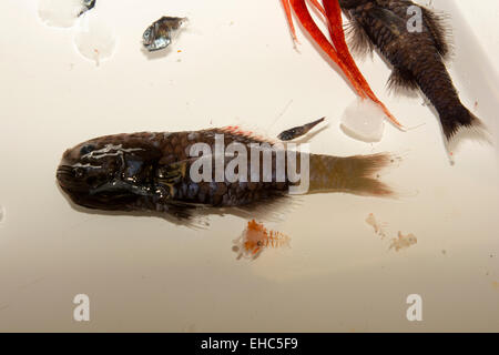 Scientists are trawling from the deep sea in 500 to 1000 meters in the South Atlantic Ocean a variety of different fishes. Stock Photo