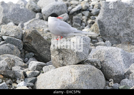Antarctic tern, bird, in Antarctica perched on rocks. (Sterna vittata) Stock Photo