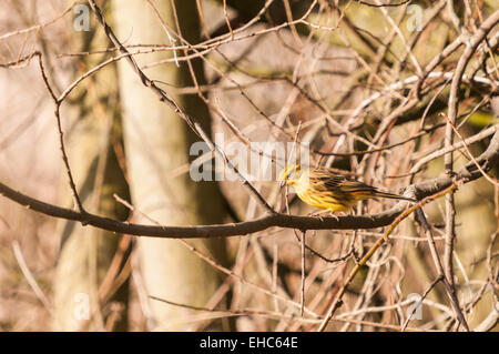 A male Yellowhammer, Emberiza citrinella, perched on a branch waiting to feed Stock Photo
