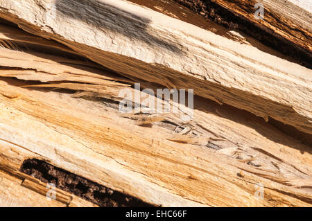 Whats left of the joint on a tree after a large branch is blow down in a storm Stock Photo