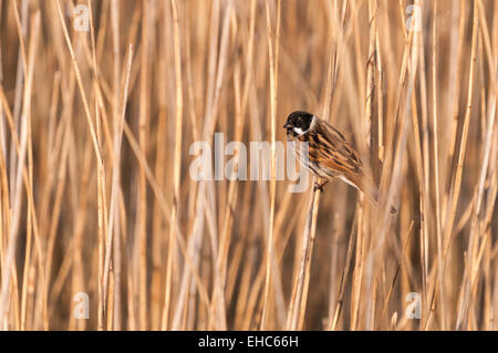A male Reed Bunting, Emberiza schoeniclus, perched in the reeds. Stock Photo