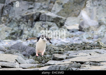 Penguin, Antarctica, Antarctic. Chinstrap penguin (Pygoscelis antarctica) Stock Photo