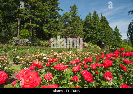 INTERNATIONAL ROSE TEST GARDEN WASHINGTON PARK PORTLAND OREGON USA Stock Photo