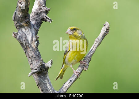 European Greenfinch (Carduelis chloris) adult male perched on branch, Bulgaria, Europe Stock Photo