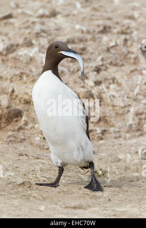 Common Guillemot or Common Murre (Uria aalge) adult with fish in its beak for chick, Farne Islands, Northumberland, England Stock Photo