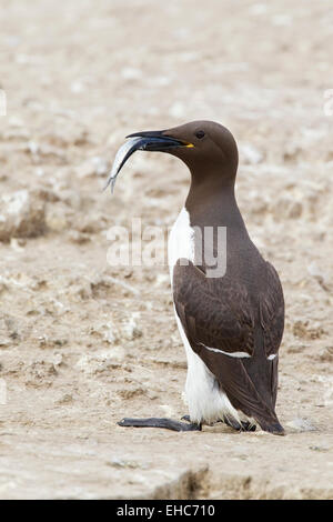 Common Guillemot or Common Murre (Uria aalge) adult with fish in its beak for chick, Farne Islands, Northumberland, England Stock Photo