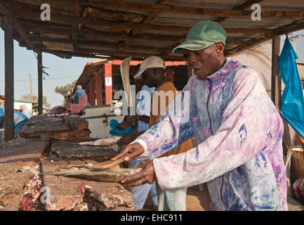 Descaling & Preparing Fish to be Dried, Tanji Fishing Village, The Gambia,West Africa Stock Photo