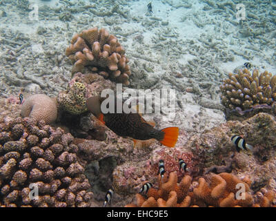 An Orange stripe Trigger fish and a shoal of Humbug  or Whitetail dascyllus swimming over  Acropora coral  in the Maldives Stock Photo