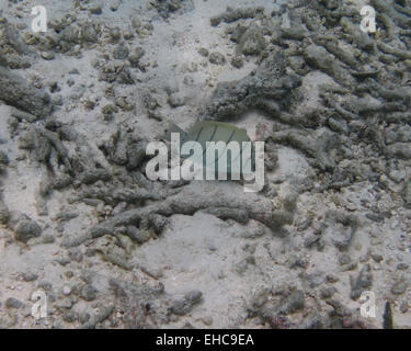 A Convict Surgeonfish on a coral reef in the Maldives Stock Photo