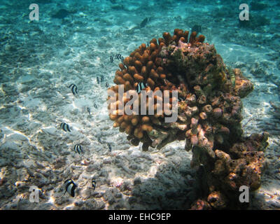 A shoal of Humbug damselfish or Whitetail dascyllus swimming around Acropora coral heads in the Maldives Stock Photo