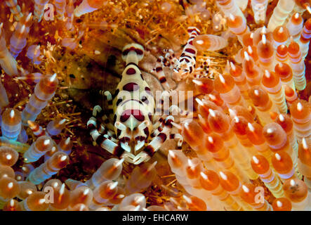 A pair of Coleman shrimp (Periclimenes colemani) hiding in Variable Fire urchin (Asthenosoma varium) Stock Photo