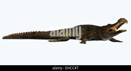Sarcosuchus is an extinct genus of carnivorous crocodile that lived in the Cretaceous Period of Africa. Stock Photo