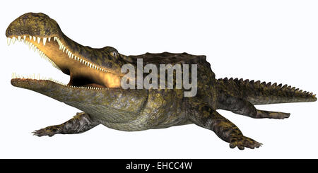 Sarcosuchus is an extinct genus of carnivorous crocodile that lived in the Cretaceous Period of Africa. Stock Photo