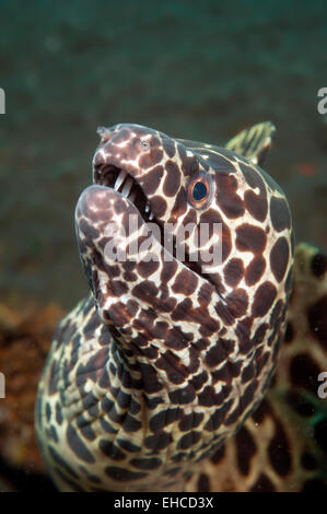 laced moray (Gymnothorax favagineus) also known as the leopard moray, tesselate moray or honeycomb moray Stock Photo