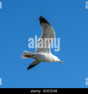seagull flying in blue sky Stock Photo