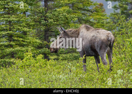 Moose (Alces americanus) in Denali National Park, Alaska Stock Photo