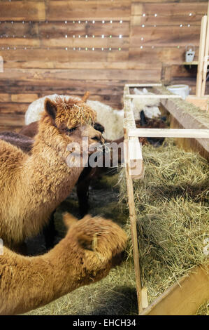 Alpacas in a stable Stock Photo