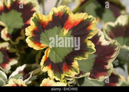 Pelargonium Stock Photo