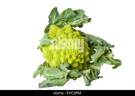 single romanesco vegetable isolated on white Stock Photo