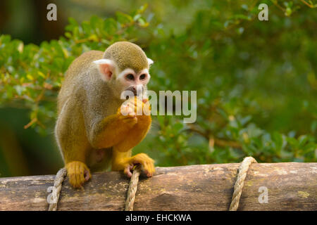Squirrel Monkey (Saimiri sp.) feeding, sitting on railings, Leipzig Zoo, Leipzig, Saxony, Germany Squirrel Monkey (Saimiri sp.) feeding, sitting on railings, Leipzig Zoo, Leipzig, Saxony, Germany
