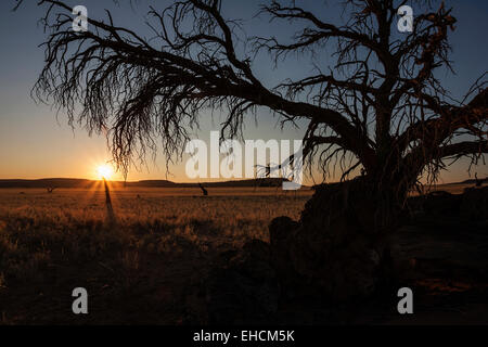 Dead Camel Thorn tree (Vachellia erioloba) at Sesriem Camp, sunset, evening light, Sesriem, Namibia Stock Photo