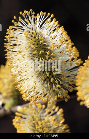 Grey Willow, Salix cinarea Stock Photo