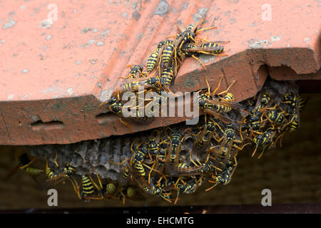 European paper wasps (Polistes dominula) at nest, Burgenland, Austria Stock Photo