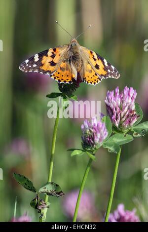 Painted Lady (Vanessa cardui) Stock Photo