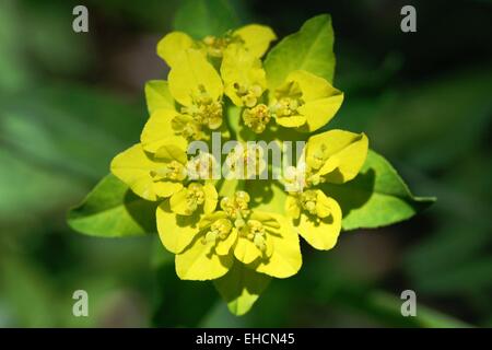 Euphorbia verrucosa