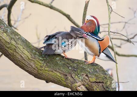 Mandarin Ducks (Aix galericulata), courtship display on tree trunk, Hesse, Germany Stock Photo