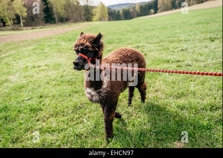 Running alpaca with rein Stock Photo