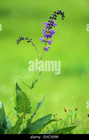 Wild sage, Salvia pratensis Stock Photo