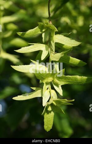 Common Hornbeam Stock Photo