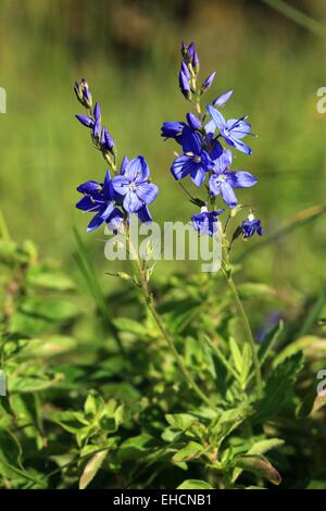 Large speedwell, Veronica Teucrium Stock Photo