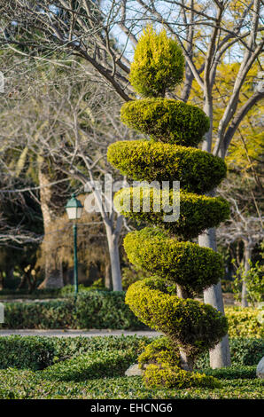 Tall elegantly trimmed tree in a park Stock Photo