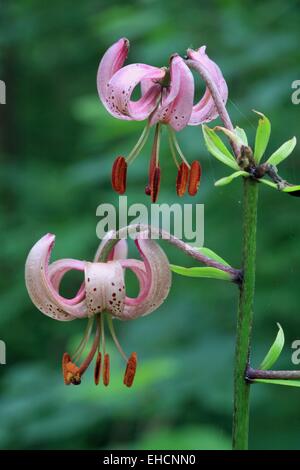Turk&#39;s cap lily, Lilium martagon Stock Photo